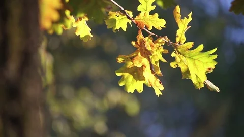 Autumn oak tree closeup Stock Footage 103486459