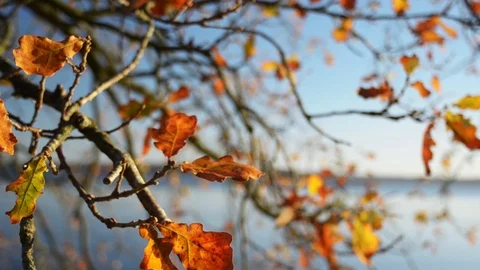 Autumn oak tree at the coast Stock Footage 101981555