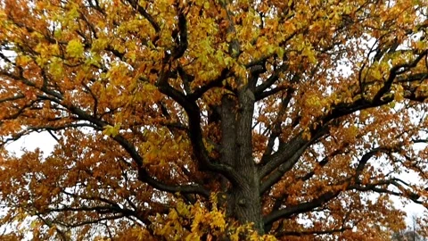 Autumn oak tree in the park Stock Footage 254955724