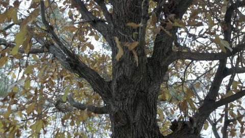Autumn Oak Tree Trunk with Golden Leaves in Fall Stock Footage 343932722