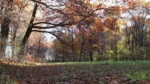 Autumn oaks background Stock Footage 104867828