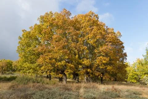 Autumn in the oaks 写真素材