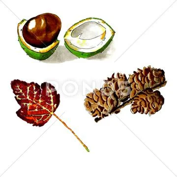 Autumn objects Stock Illustration