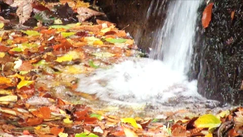 Autumn at Oirase Stream Vidéo 332187359