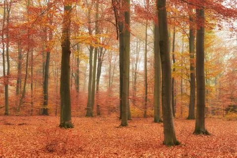 Autumn in old beech forest Stock-Fotos