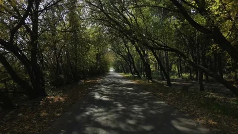 Autumn olea of trees along the road in sunny weather Stock Footage 211362191