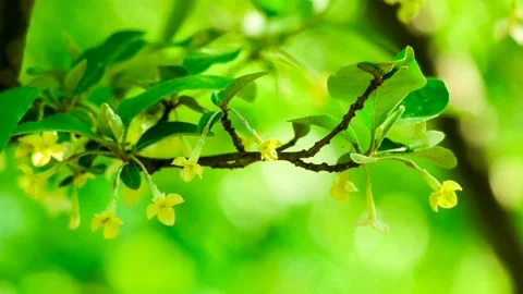 Autumn olive tree flowers bloom in spring. 스톡 동영상 145348433