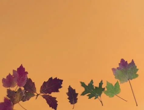 Autumn or fall concept with solid orange background plus leaves for Halloween 스톡 사진