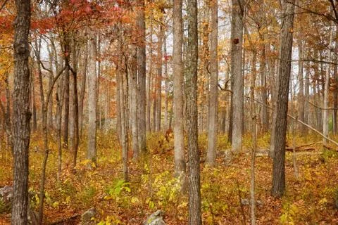 Autumn or fall forest Stock Photos