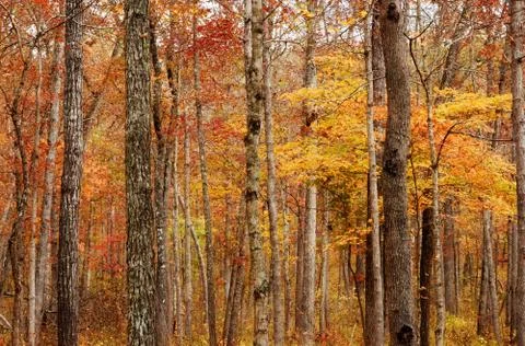 Autumn or fall forest Stock Photos