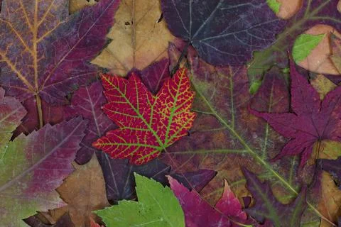 Autumn or fall leaf background in filled frame format Stock Photos