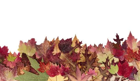 Autumn or fall leaf border isolated on white Foto stock