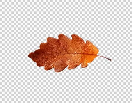 Autumn or Fall leaf transparent background PNG Foto stock
