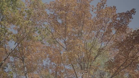 Autumn or Fall Leaves Canopy Pan Stock Footage 218476751