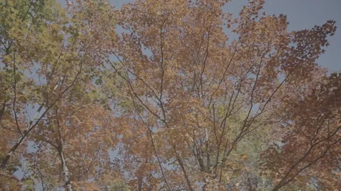 Autumn or Fall Leaves, Canopy Pan2 Stock Footage 218476758