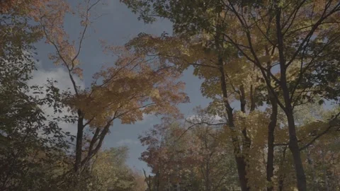 Autumn or Fall Leaves Stock Footage 218476665