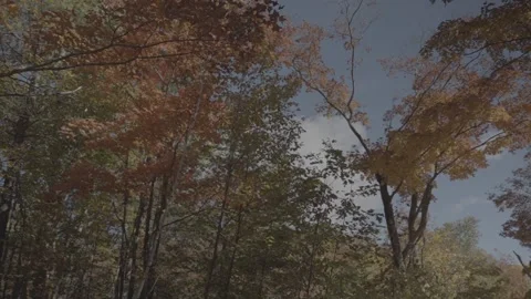 Autumn or Fall Leaves Stock Footage 218476692