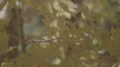 Autumn or Fall Leaves Stock Footage 218476697