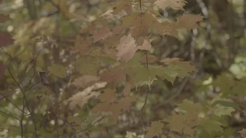 Autumn or Fall Leaves Stock Footage 218476723