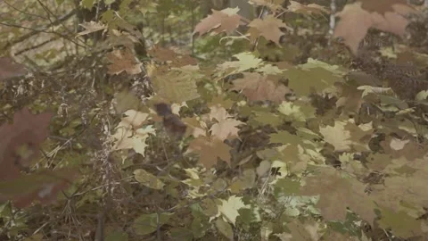 Autumn or Fall Leaves Stock Footage 218476724