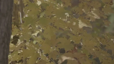 Autumn or Fall Leaves Stock Footage 218476726