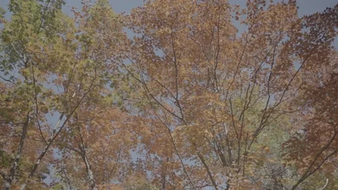 Autumn or Fall Leaves Stock Footage 218476727