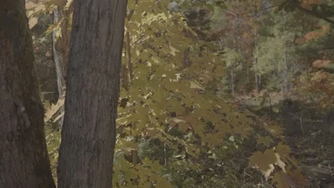 Autumn or Fall Leaves, Tree trunk Stock Footage 218476684