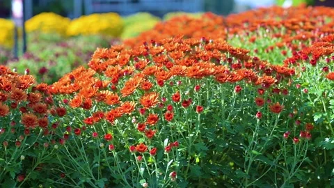 Autumn orange and yellow potted mums Stock Footage