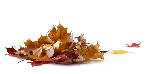 Autumn orange  leaves falling down Isolated on white background, shadow isola Stock Photos