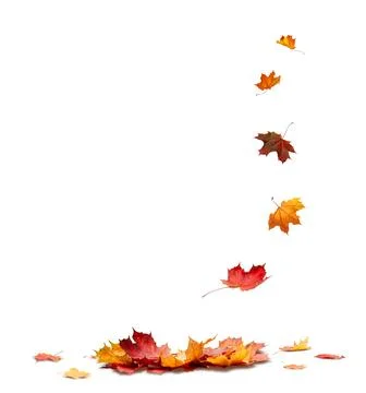 Autumn orange  leaves falling down Isolated on white transparent  background 写真素材