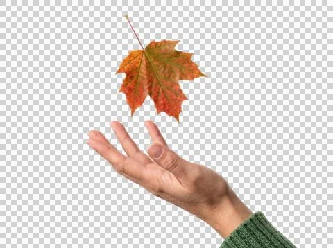 Autumn orange maple leaf falling towards open human hand in outdoor environ.. Фото