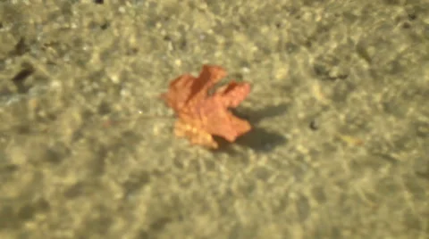 Autumn, orange, maple leaf floating in the water. Nature. Sea. 動画素材 50707614