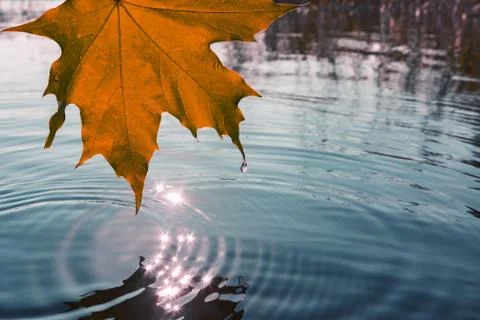 Autumn orange maple leaf over the water on the lake Stock Photos