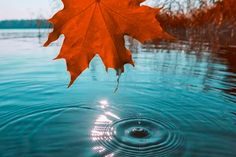 Autumn orange maple leaf over the water on the lake Stock Photos
