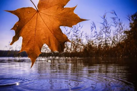 Autumn orange maple leaf over the water on the lake Stock Photos