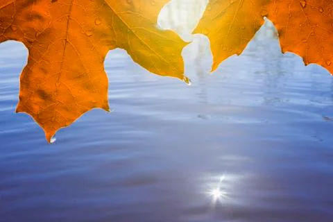 Autumn orange maple leaf over the water on the lake Stock Photos