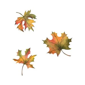 Autumn orange maple leaves three different. Hand drawn watercolor illustration Stock Illustration
