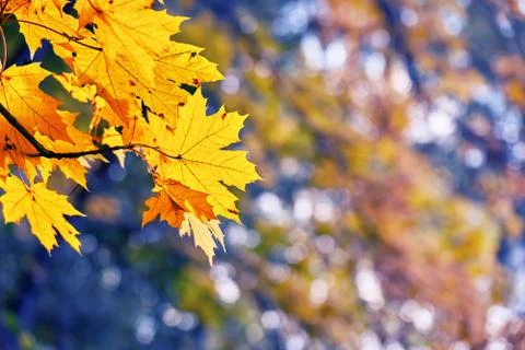 Autumn orange maple leaves on the tree branch. Bottom view Stockfoto's