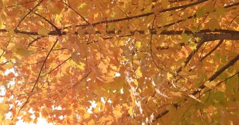 Autumn Orange Maple Leaves with Wind, static shot 库存影片 66884945