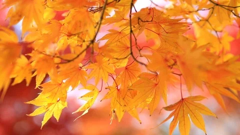 Autumn orange Maple Tree with softly blurred background Stock Footage 98350179