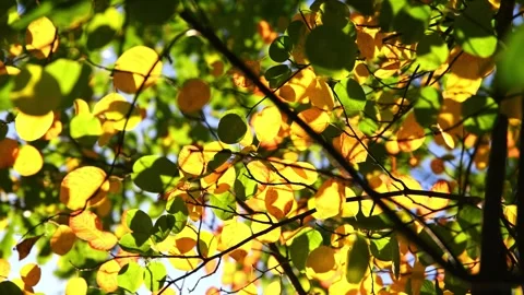 Autumn orange multi-colored leaves on a tree. natural background, autumn Stock Footage 253378642