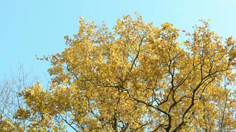 Autumn orange old oak tree leaves move wind background blue sky Video stock 22375581