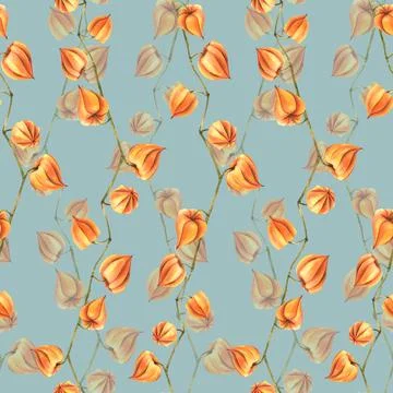 Autumn orange physalis berries on branches dry, without leaves dried flowers Stock Illustration