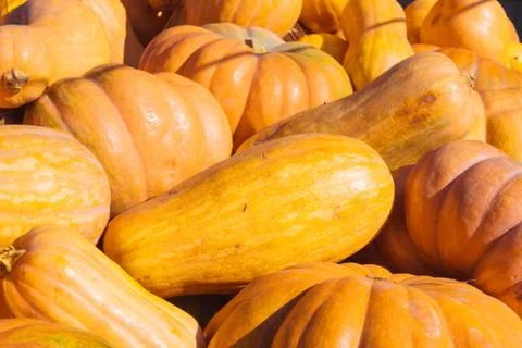 Autumn orange pumpkins Stock Photos