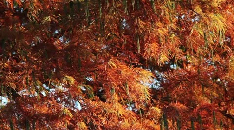 Autumn orange tree 動画素材 12452669