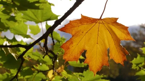 Autumn, an orange/red maple leaf is seen on a maple tree branch. Vídeos de archivo 80989648