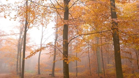 Autumn. orbit around tree. with many brownish leafs. slowmotion Stock Footage 98205111