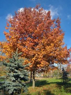 Autumn ouk Stock Photos