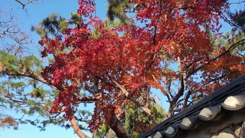 Autumn outdoor tree leaf sway near roof for calm nature background Stockbeeldmateriaal 343542310