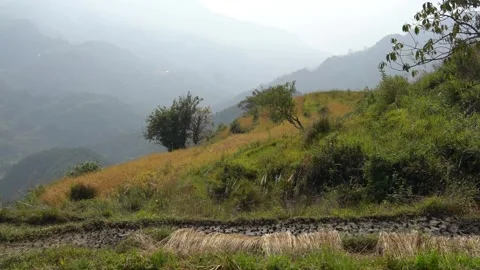 Autumn at paddy fields in the mountain Stock Footage 270865155